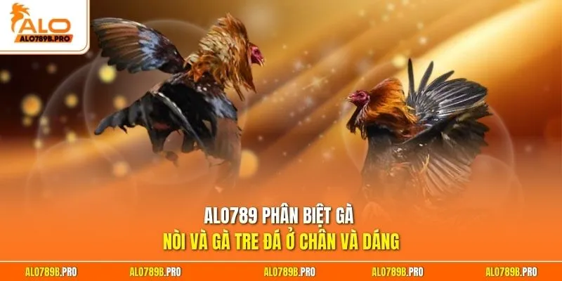 Alo789 phân biệt gà nòi và gà tre đá ở chân và dáng
