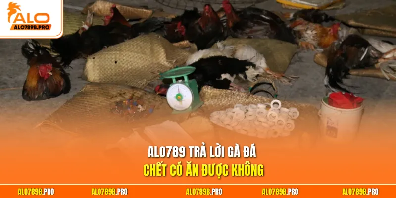 Alo789 trả lời gà đá chết có ăn được không