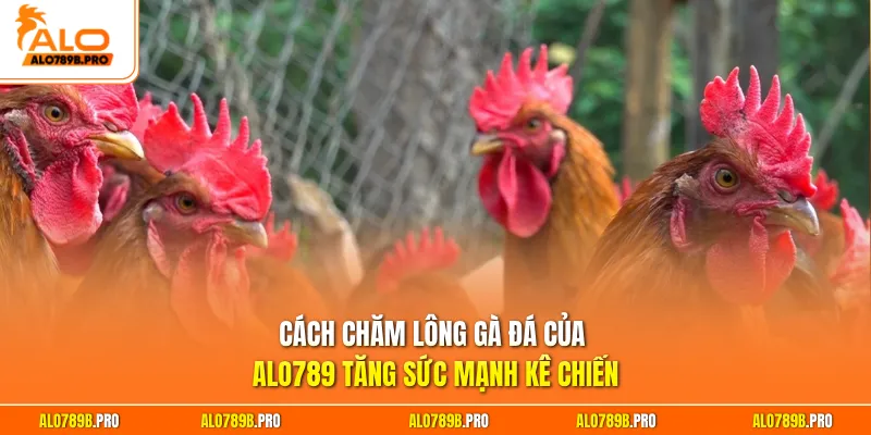 Cách chăm lông gà đá của Alo789 tăng sức mạnh kê chiến