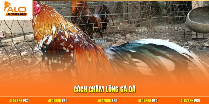 Cách chăm lông gà đá