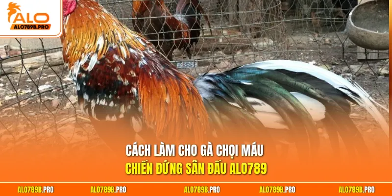 Cách làm cho gà chọi máu chiến đứng sân đấu Alo789