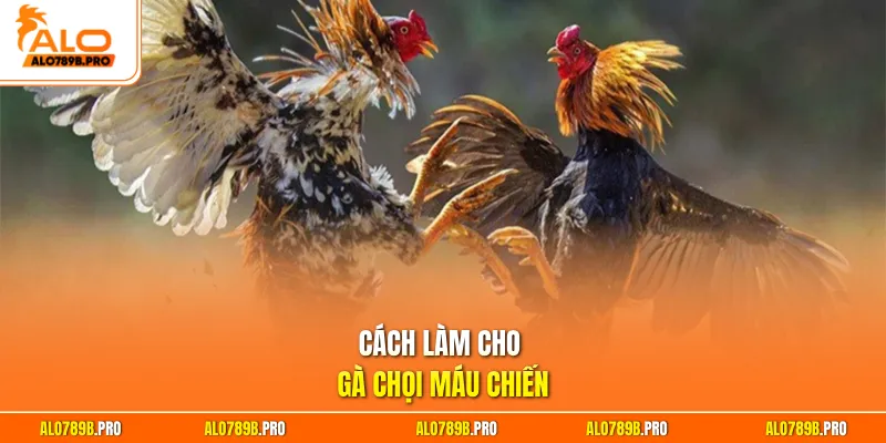 Cách làm cho gà chọi máu chiến