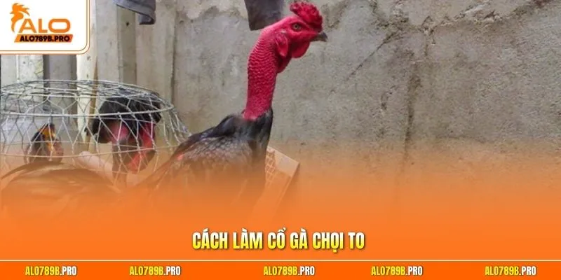 Cách làm cổ gà chọi to