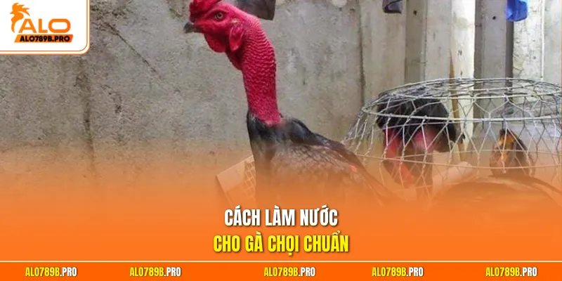 Cách làm nước cho gà chọi