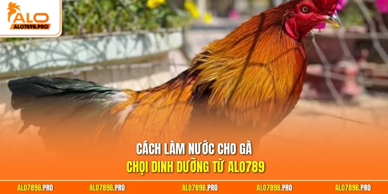Cách làm nước cho gà chọi dinh dưỡng từ Alo789