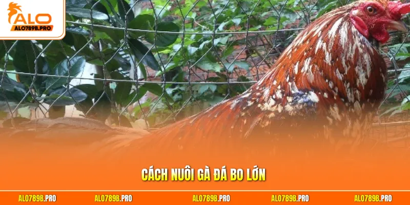 Cách nuôi gà đá bo lớn