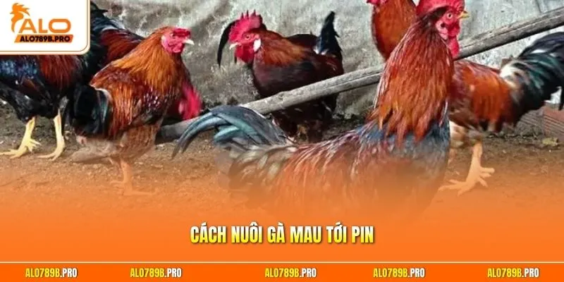 Cách nuôi gà mau tới pin