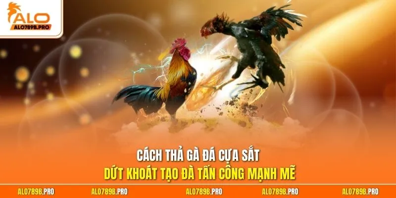 Cách thả gà đá cựa sắt dứt khoát tạo đà tấn công mạnh mẽ
