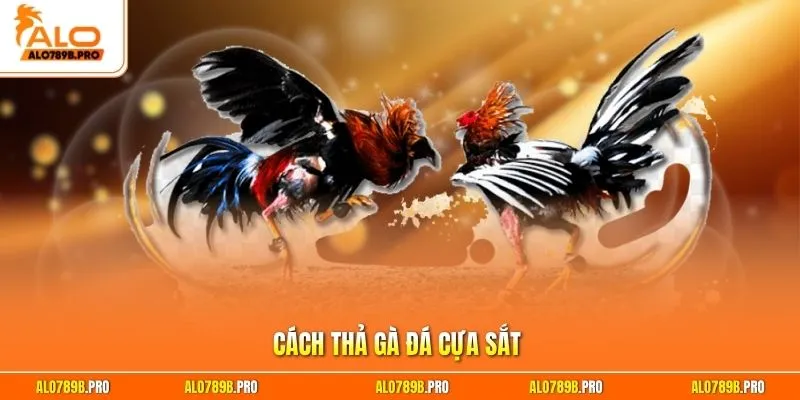 Cách thả gà đá cựa sắt