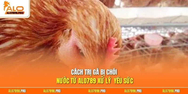 Cách trị gà bị chói nước từ Alo789 xử lý  yếu sức