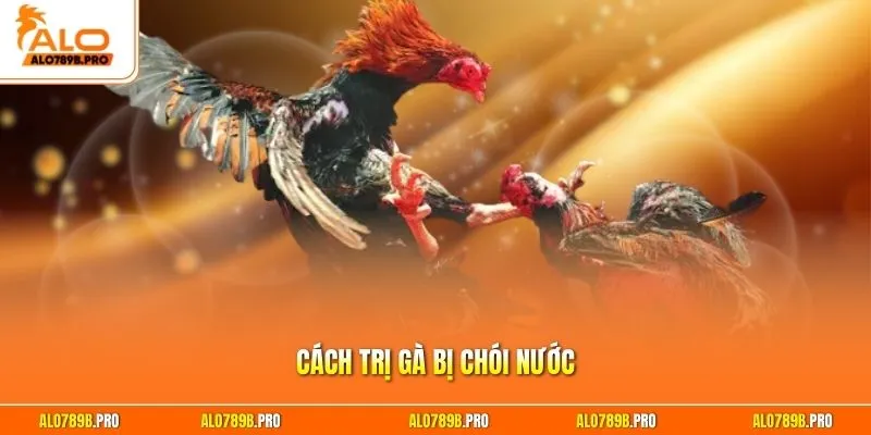 Cách Trị Gà Bị Chói Nước