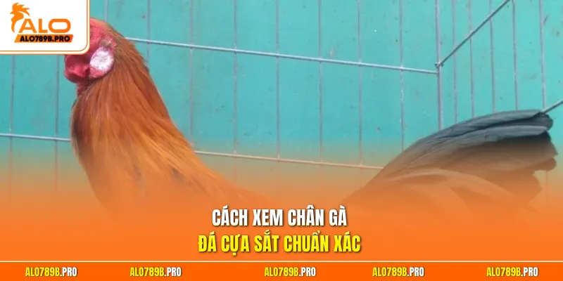 Cách xem chân gà đá cựa sắt