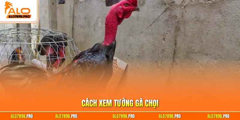 Cách xem tướng gà chọi