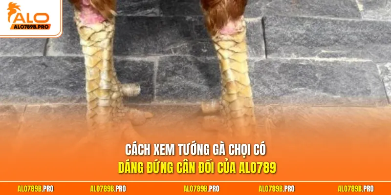 Cách xem tướng gà chọi có dáng đứng cân đối của Alo789