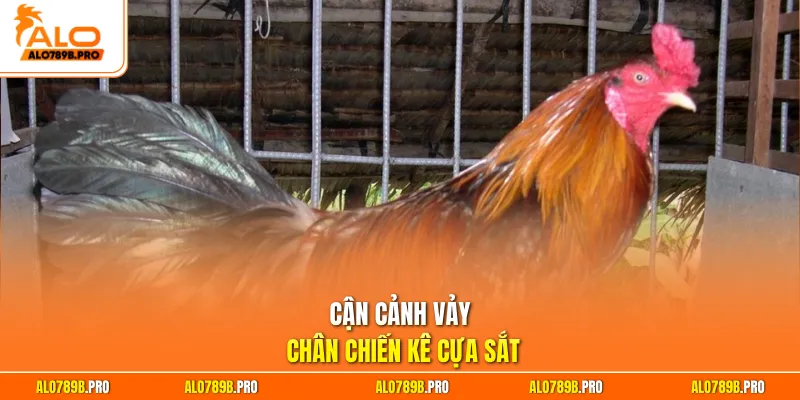 Cận cảnh vảy chân chiến kê cựa sắt