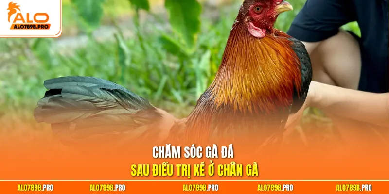 Chăm sóc gà đá sau điều trị ké ở chân gà
