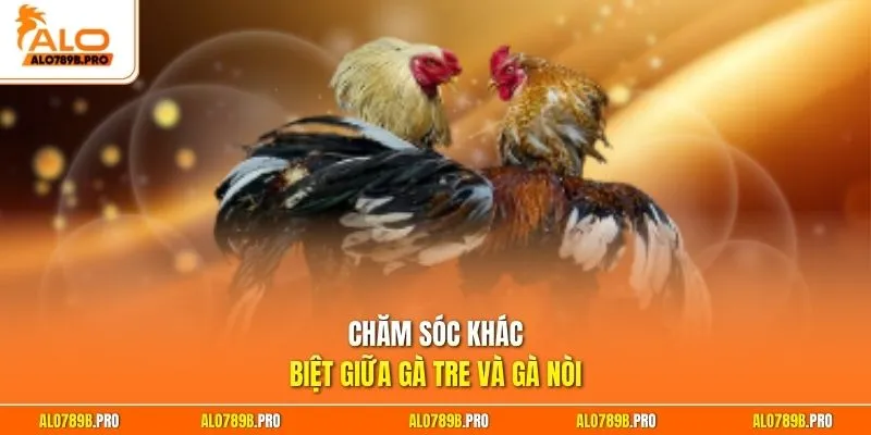 Chăm sóc khác biệt giữa gà tre và gà nòi