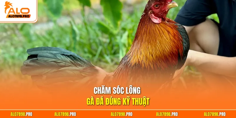 Chăm sóc lông gà đá đúng kỹ thuật