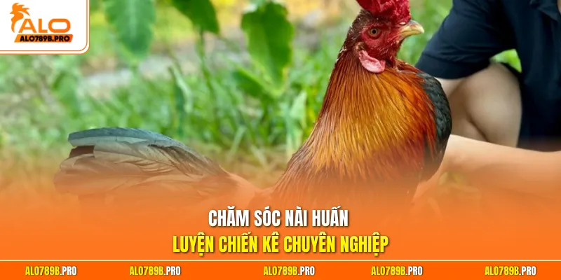Chăm sóc nài huấn luyện chiến kê chuyên nghiệp