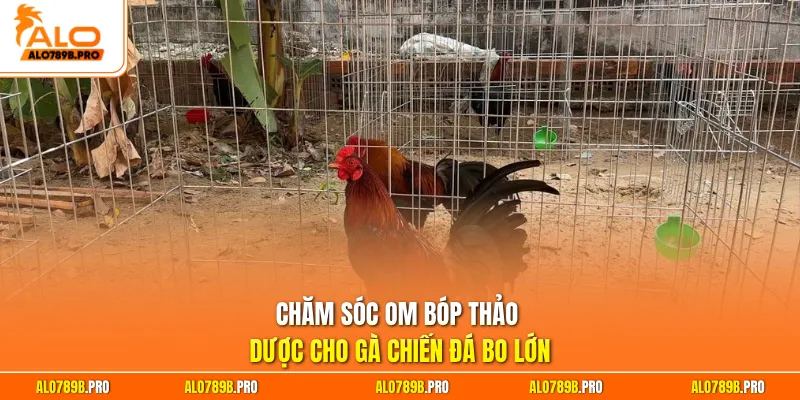Chăm sóc om bóp thảo dược cho gà chiến đá bo lớn
