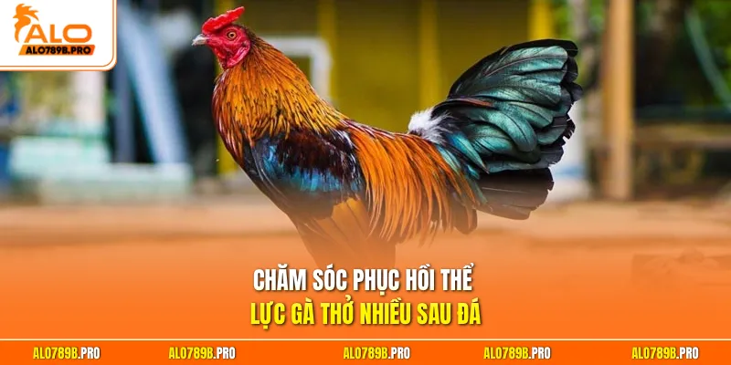 Chăm sóc phục hồi thể lực gà thở nhiều sau đá