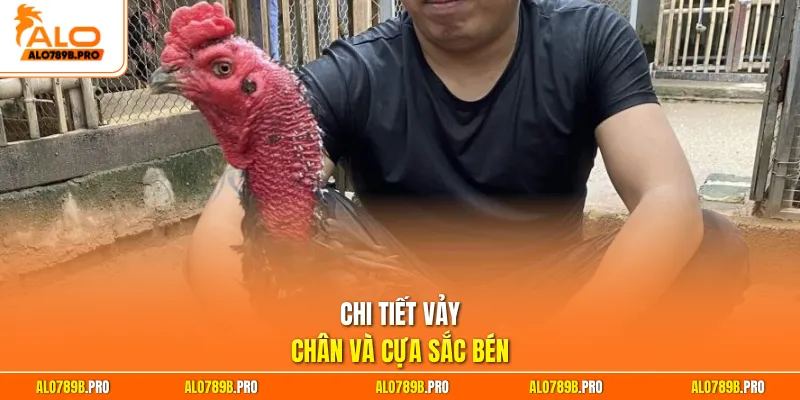 Chi tiết vảy chân và cựa sắc bén