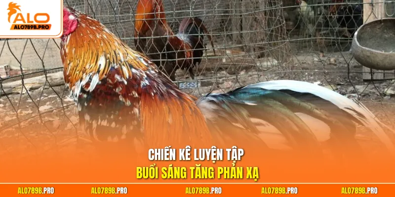 Chiến kê luyện tập buổi sáng tăng phản xạ