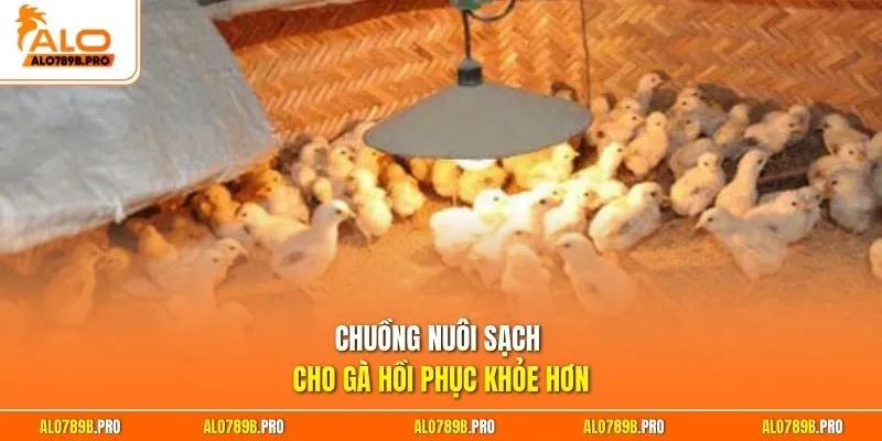 Chuồng nuôi sạch cho gà hồi phục khỏe hơn