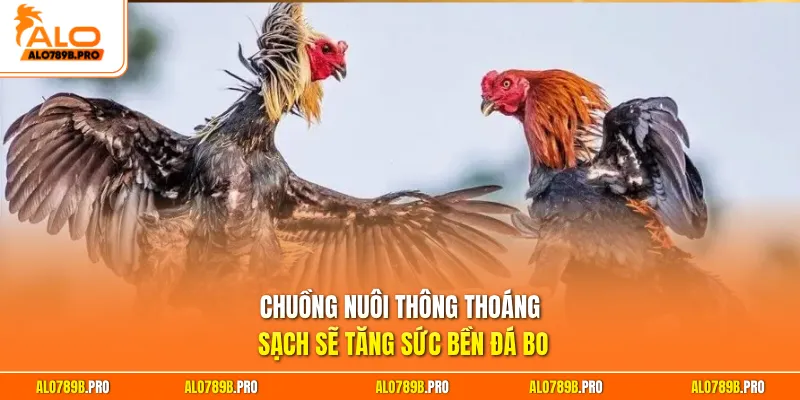 Chuồng nuôi thông thoáng sạch sẽ tăng sức bền đá bo