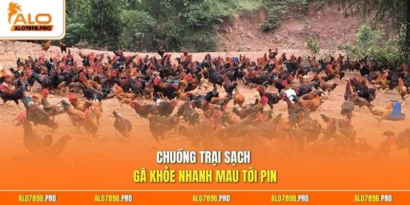 Chuồng trại sạch gà khỏe nhanh mau tới pin