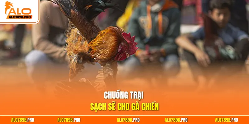 Chuồng trại sạch sẽ cho gà chiến