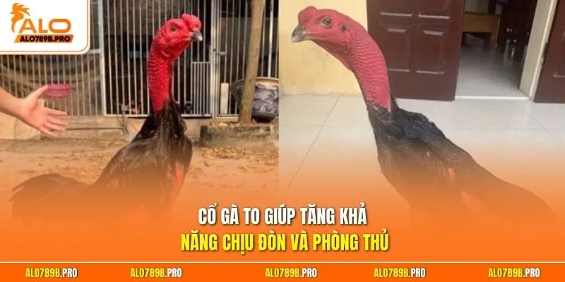 Cổ gà to giúp tăng khả năng chịu đòn và phòng thủ