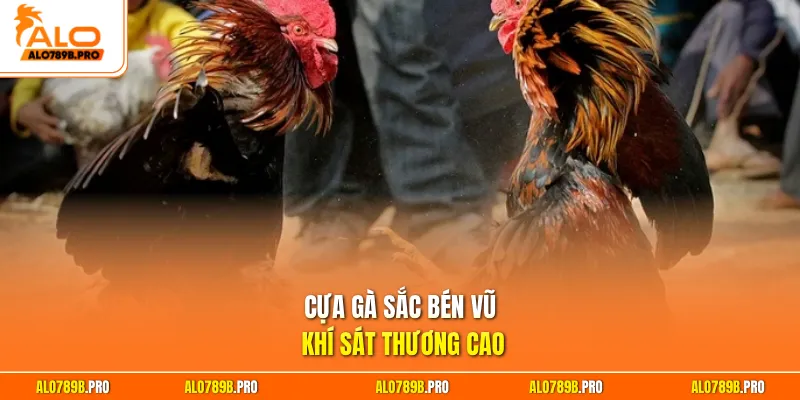 Cựa gà sắc bén vũ khí sát thương cao