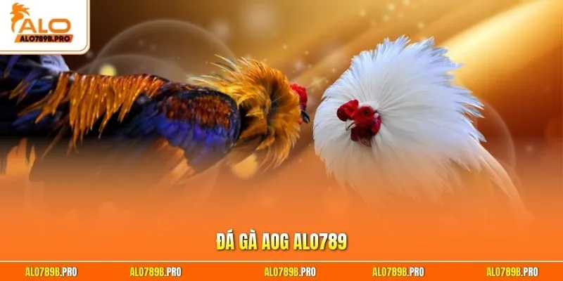 Đá gà AOG