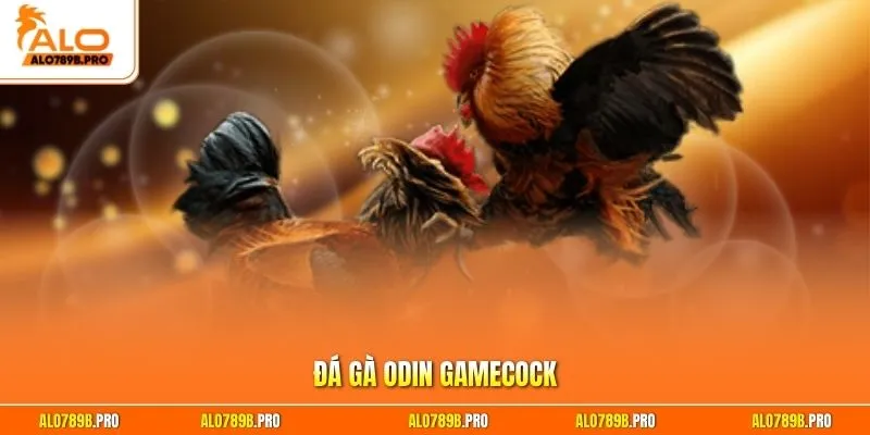 Đá gà Odin Gamecock