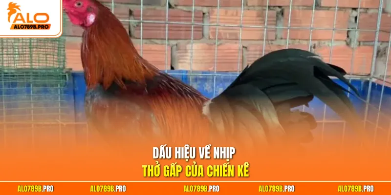 Dấu hiệu về nhịp thở gấp của chiến kê