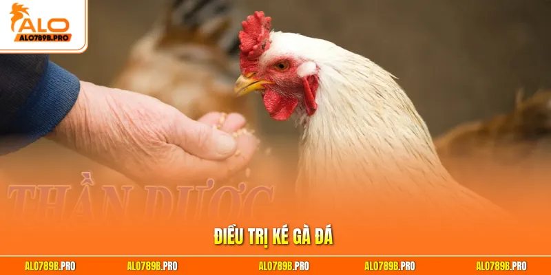 Điều trị ké gà đá