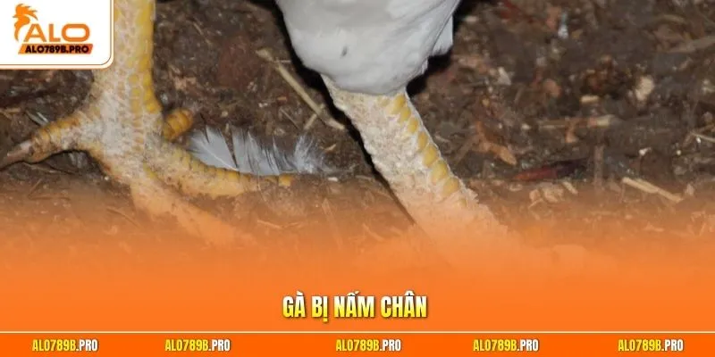 Gà bị nấm chân