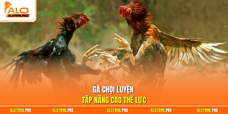 Gà chọi luyện tập nâng cao thể lực