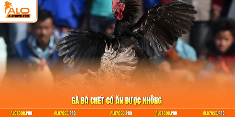 Gà đá chết có ăn được không
