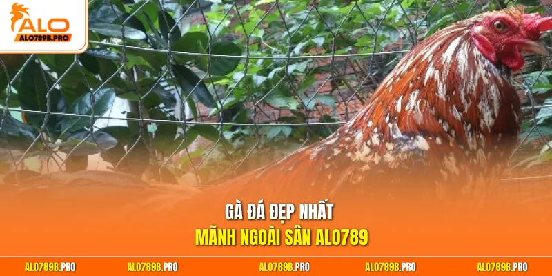Gà đá đẹp nhất mãnh ngoài sân Alo789