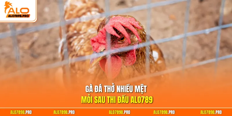 Gà đá thở nhiều mệt mỏi sau thi đấu Alo789