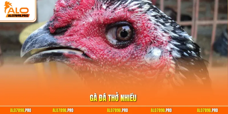 Gà đá thở nhiều