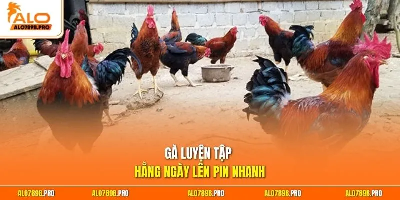 Gà luyện tập hằng ngày lên pin nhanh