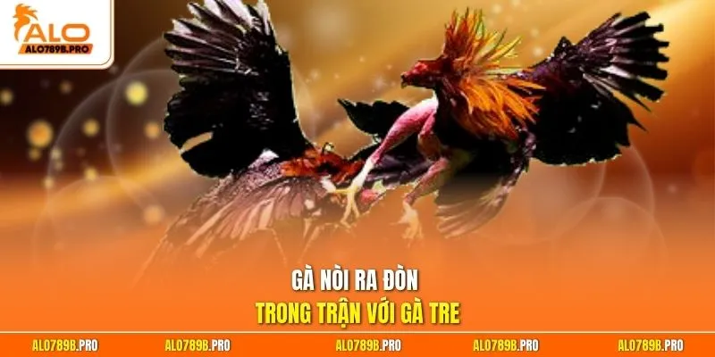 Gà  nòi ra đòn trong trận với gà tre