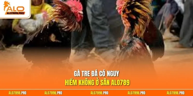 Gà tre đá có nguy hiểm không ở sân Alo789