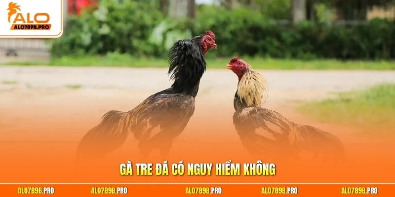 Gà tre đá có nguy hiểm không