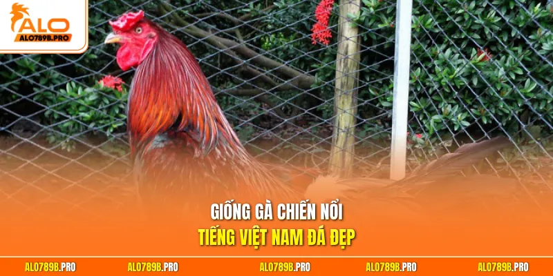Giống gà chiến nổi tiếng Việt Nam đá đẹp