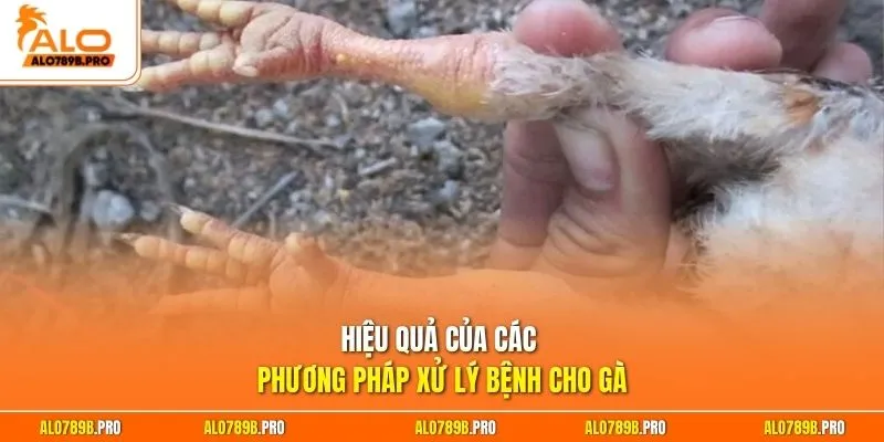 Hiệu quả của các phương pháp xử lý bệnh cho gà