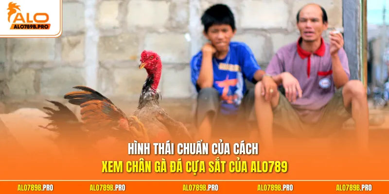 Hình thái chuẩn của cách xem chân gà đá cựa sắt của Alo789